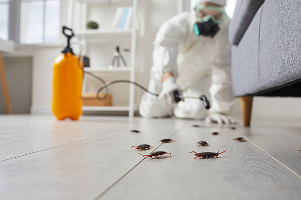 Commercial Rodent Management in Parker
